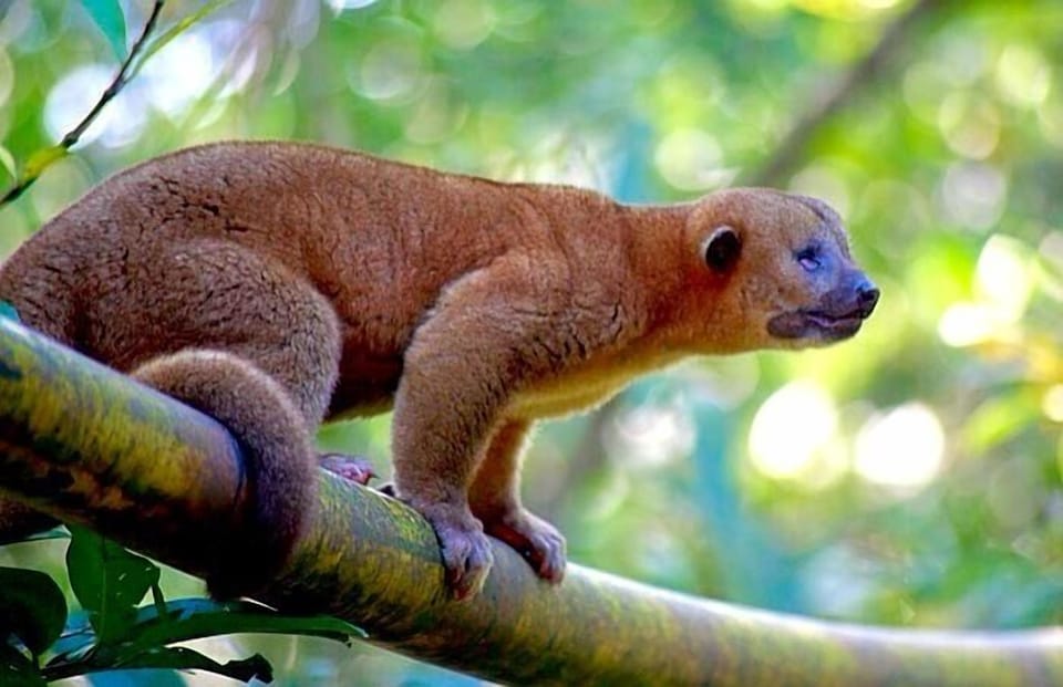 Kinkajou