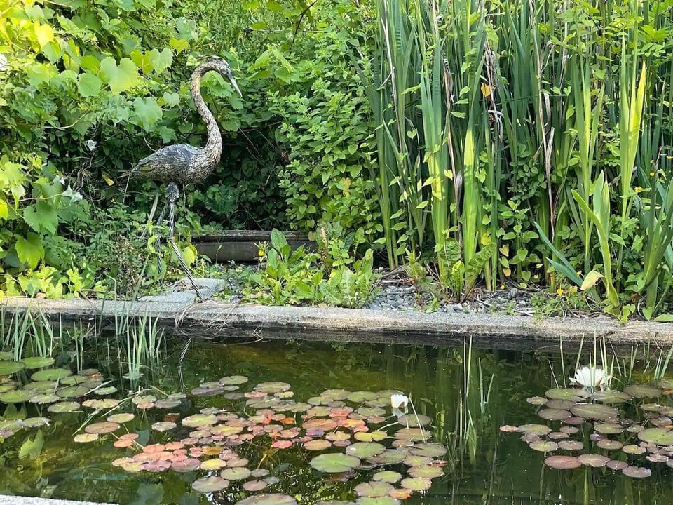 Pond
