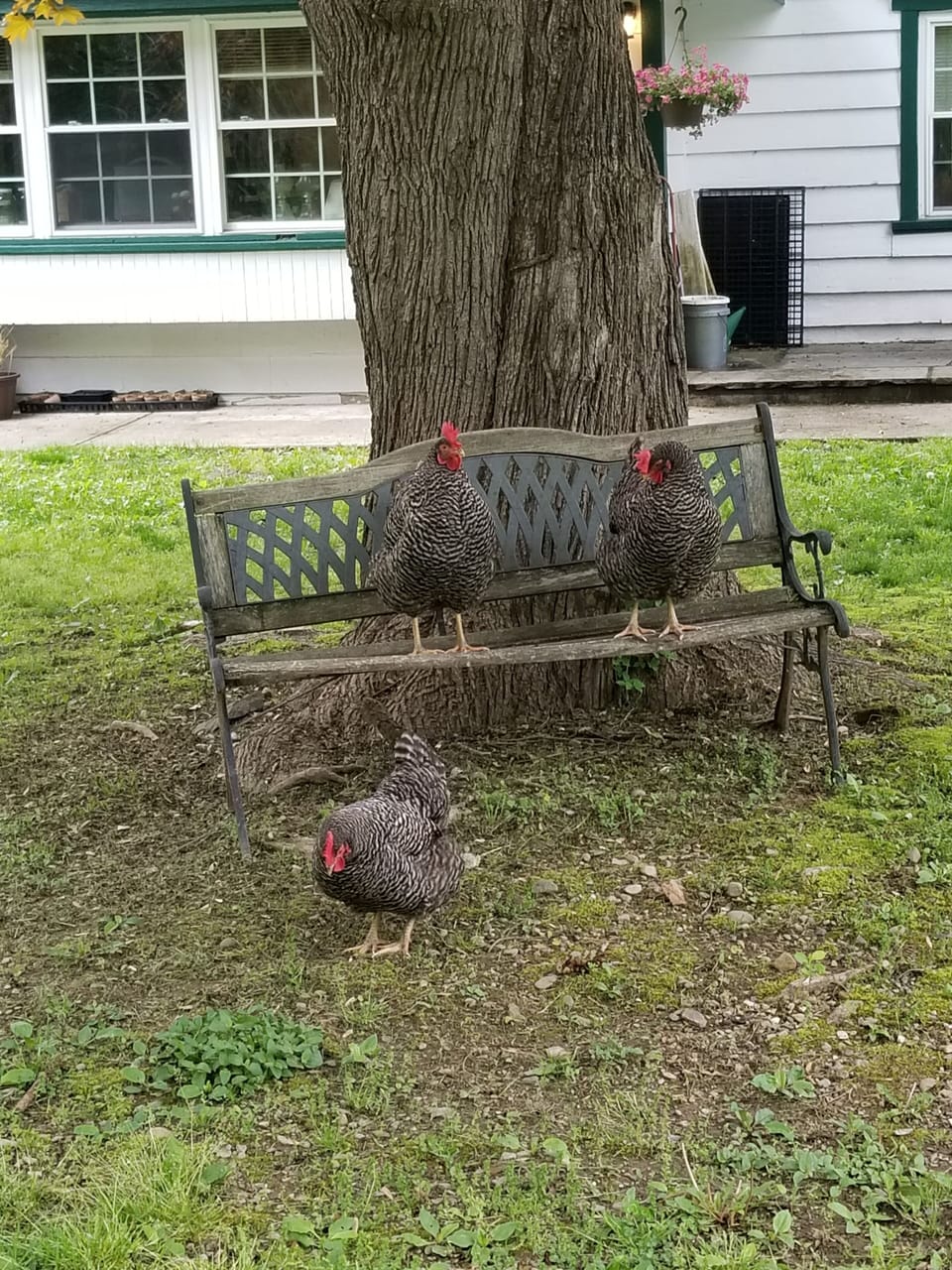 Property grounds