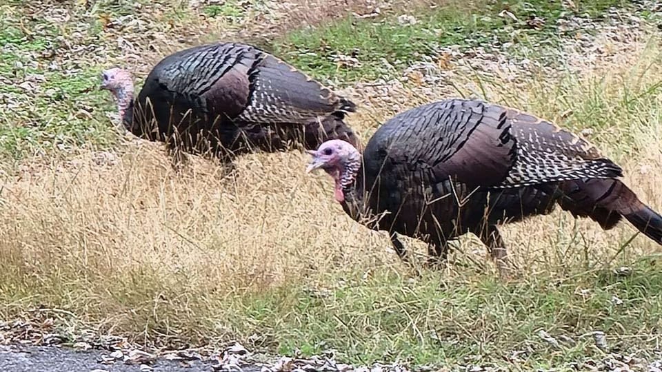 This was near the golf course.