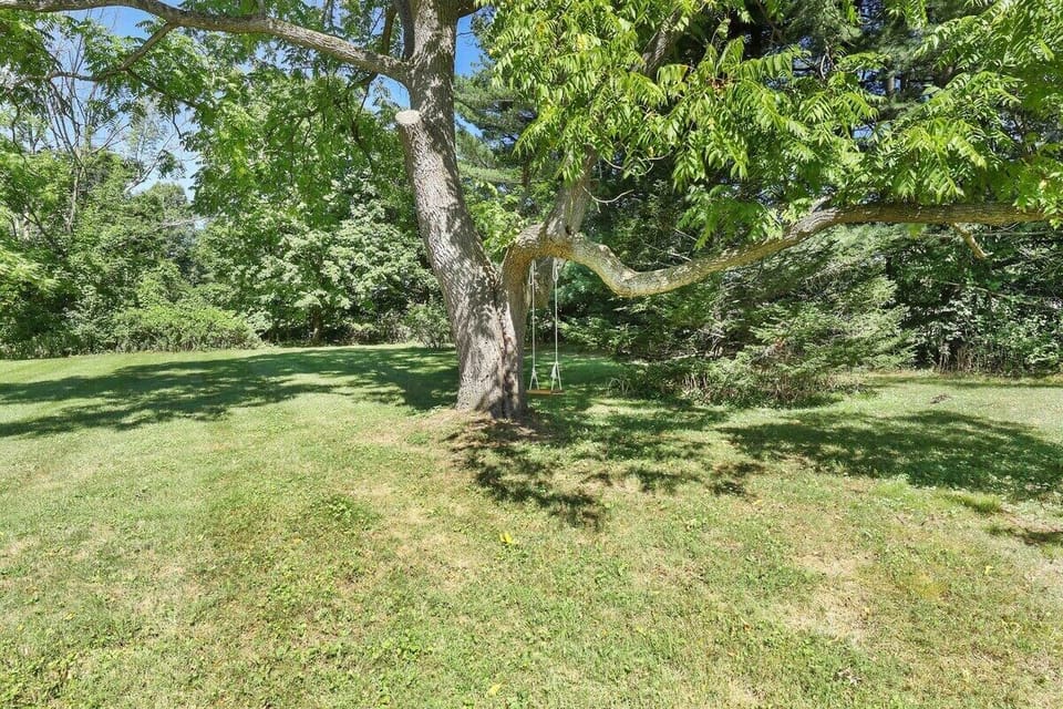 Tree swing ❤️
& Blueberry bushes- guests may pick and enjoy the fruit!