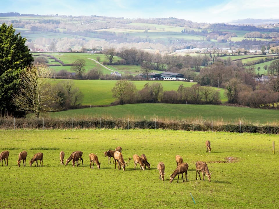 Surrounding area | Deer View, Ottery St Mary