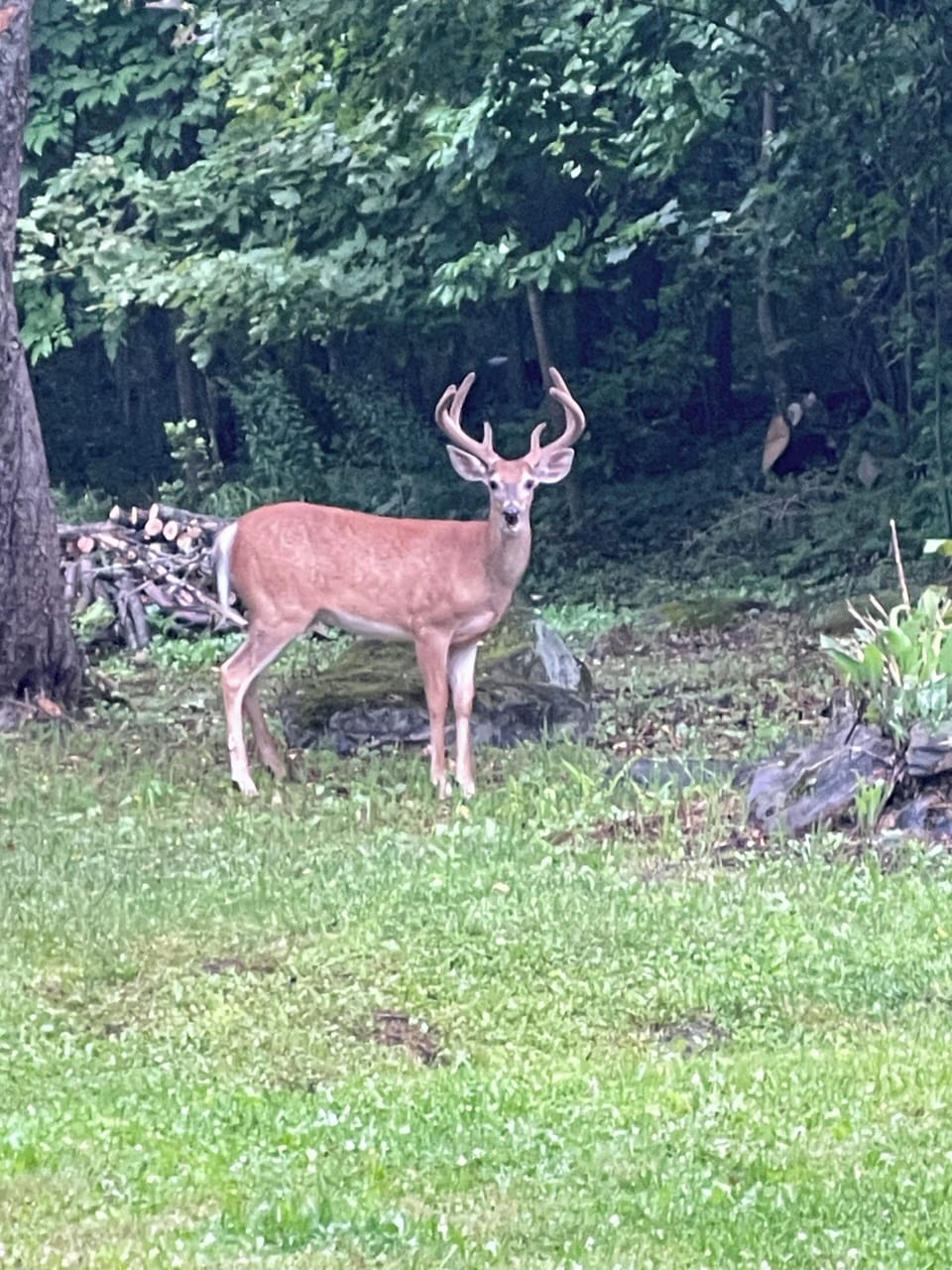 Backyard buck - early morning summer 2026.