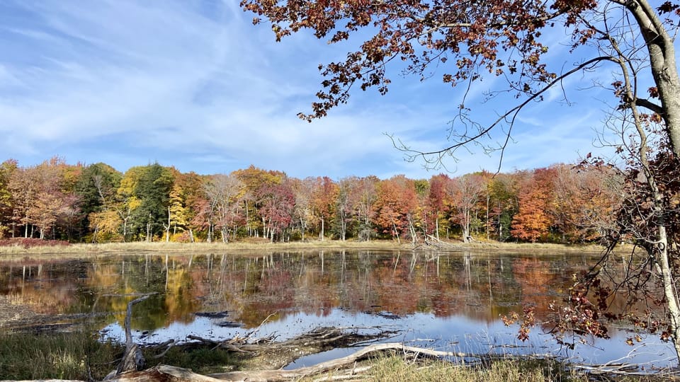 Fall color at Miller's Marsh