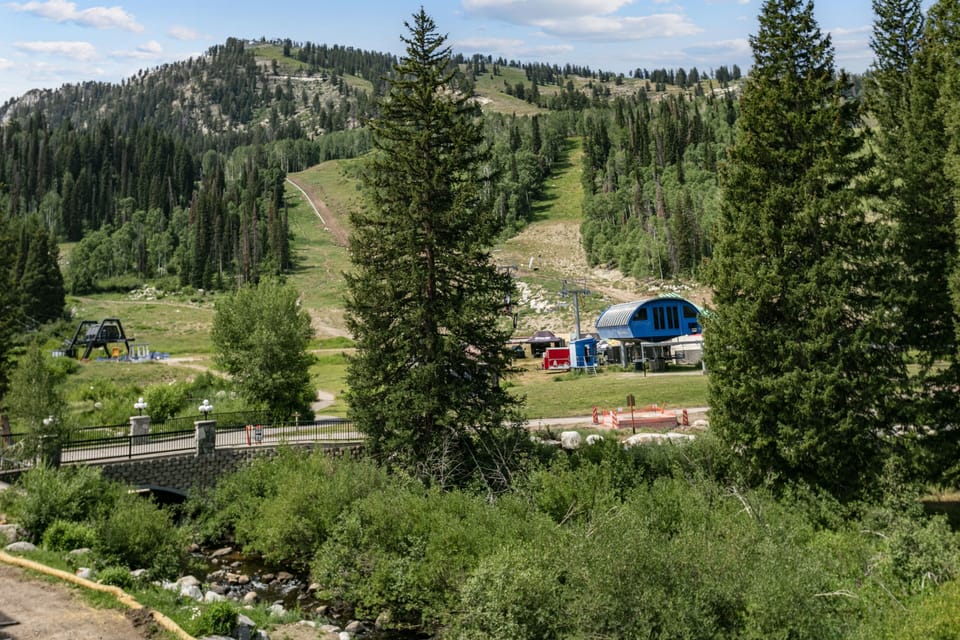 Fir, Tree, Nature, Outdoors, Scenery