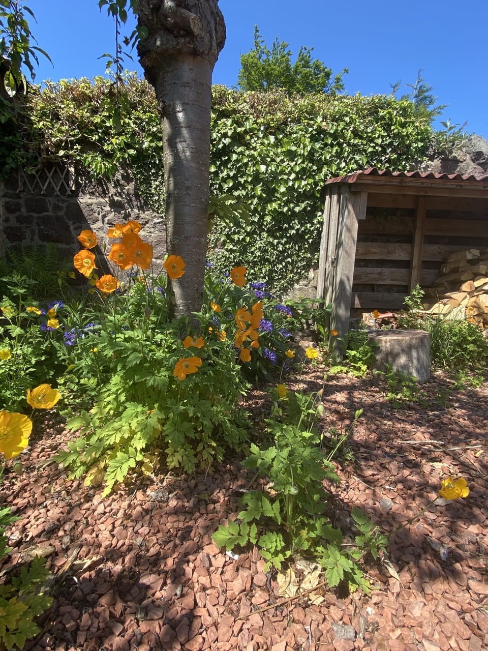 Poppies pop up all around the drive.