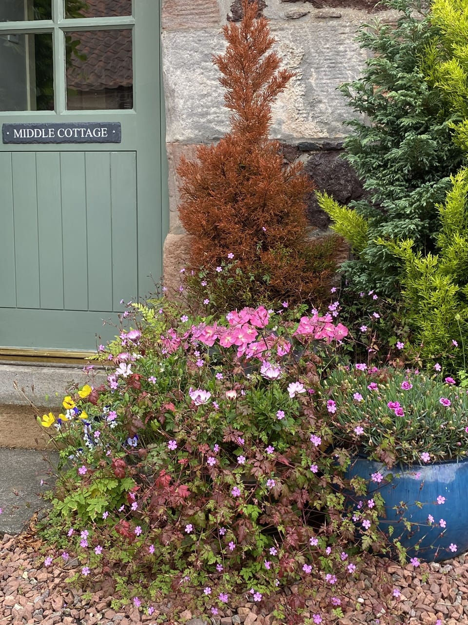 Wild and cultivated flowers mix at the front door of Middle Cottage