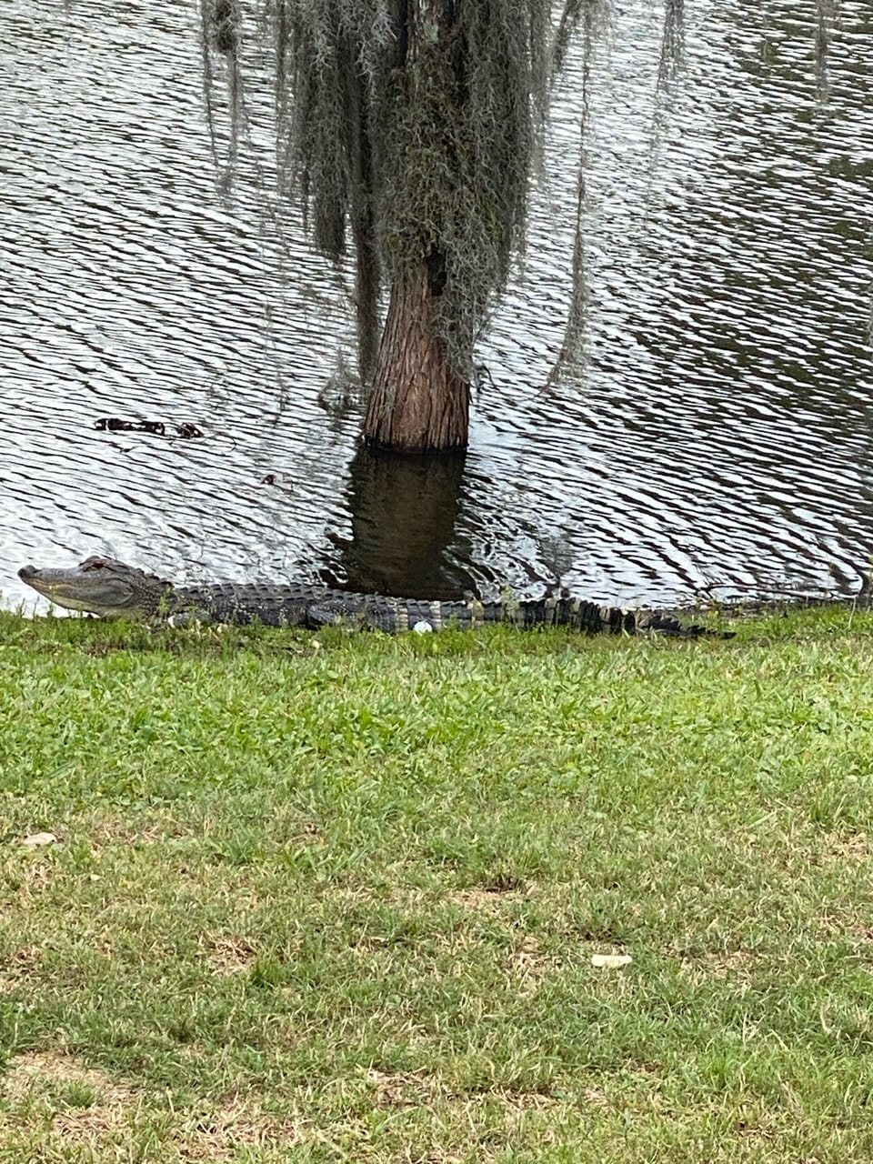 He doesn’t go with the house, do you think I played that shot🤣