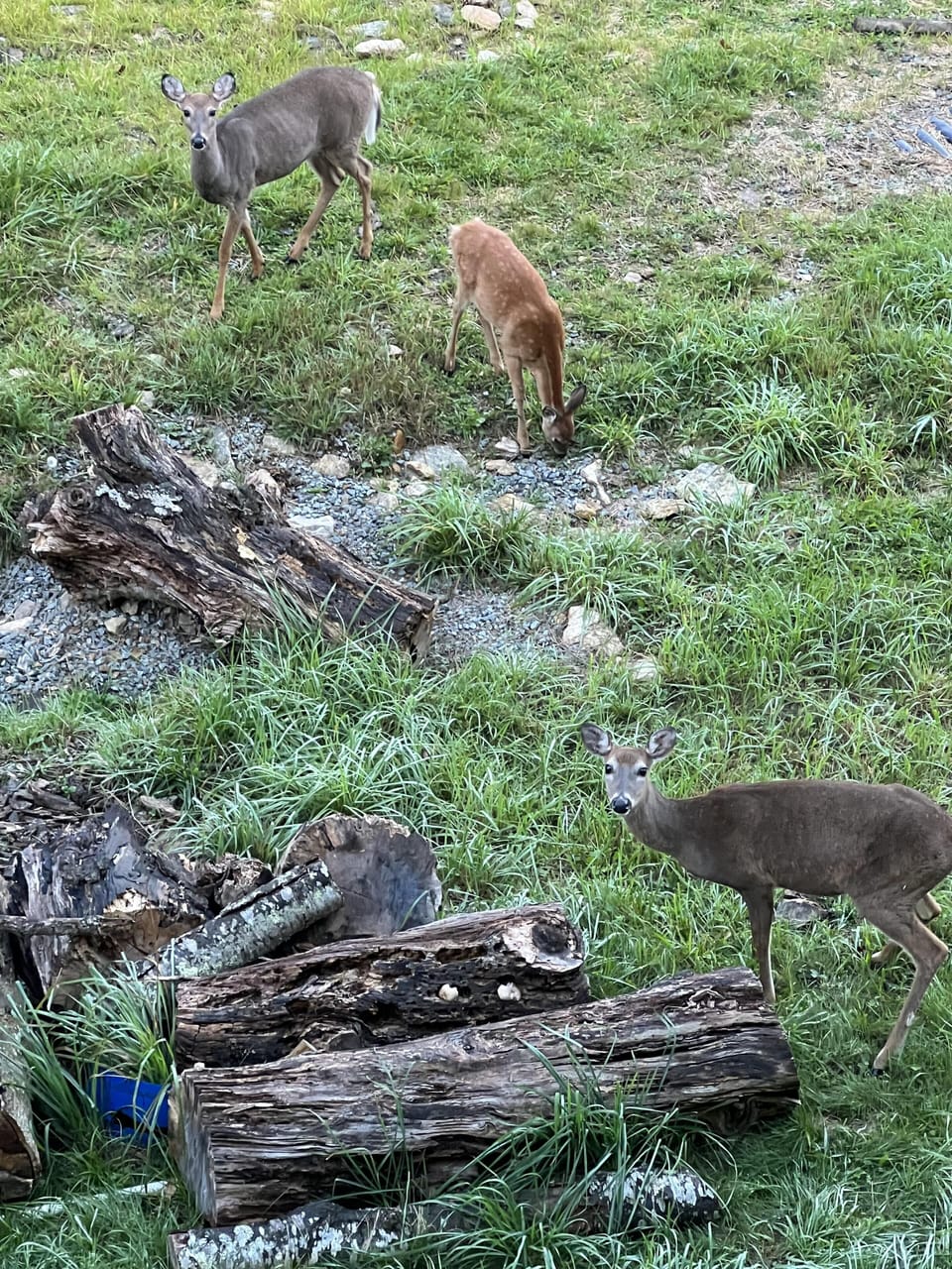 Encounter local wildlife—deer grazing near your stay.
