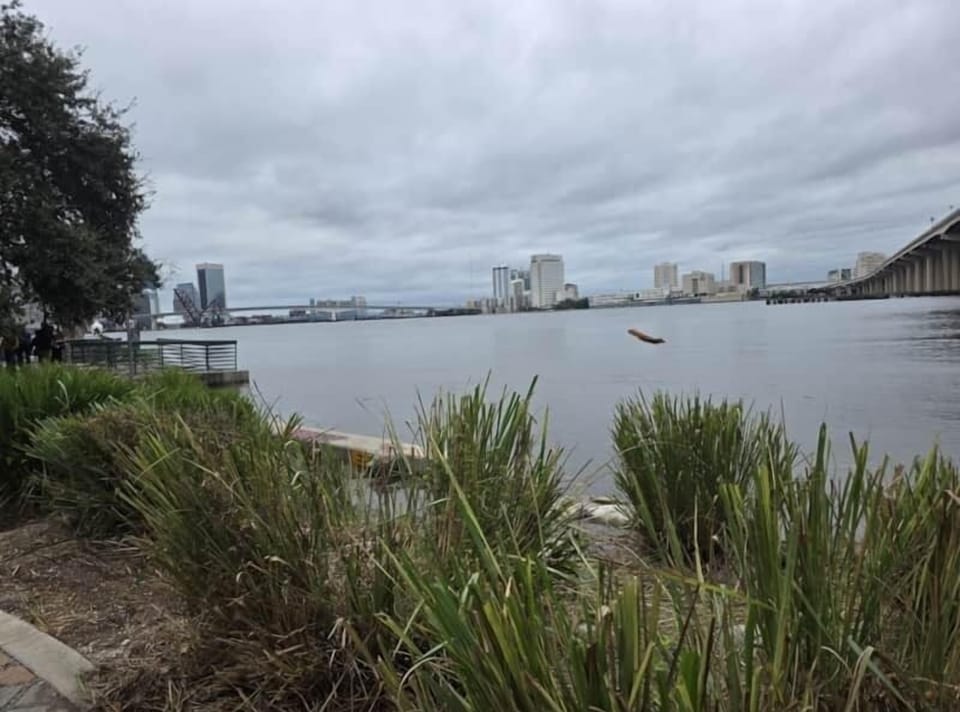 Gorgeous view of St. Johns River from Riverside Arts Market in Jacksonville, Fl
