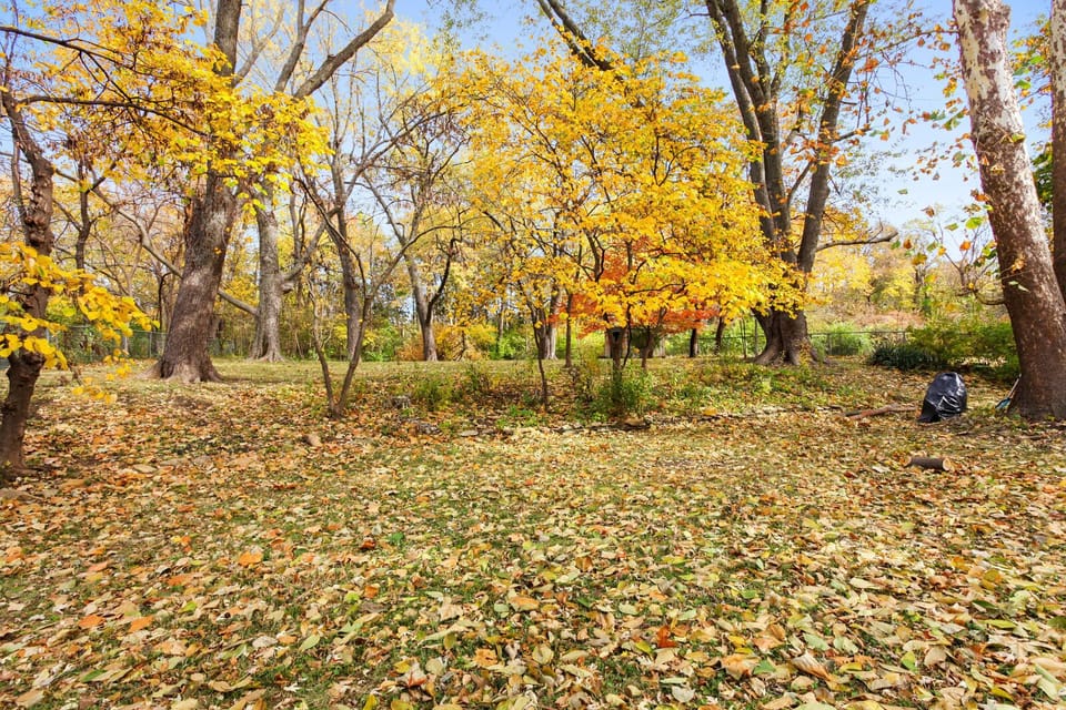 Backyard - Park-like setting