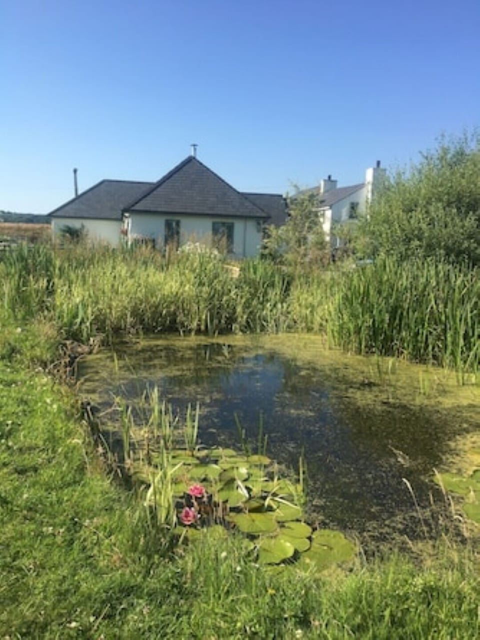 The pond.