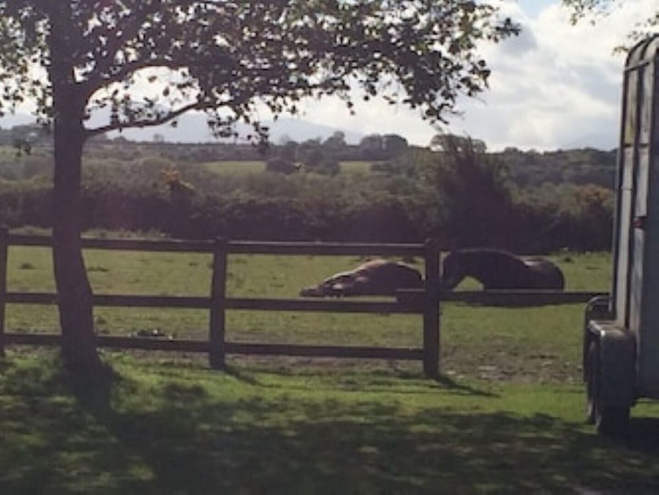 The field with our horses.