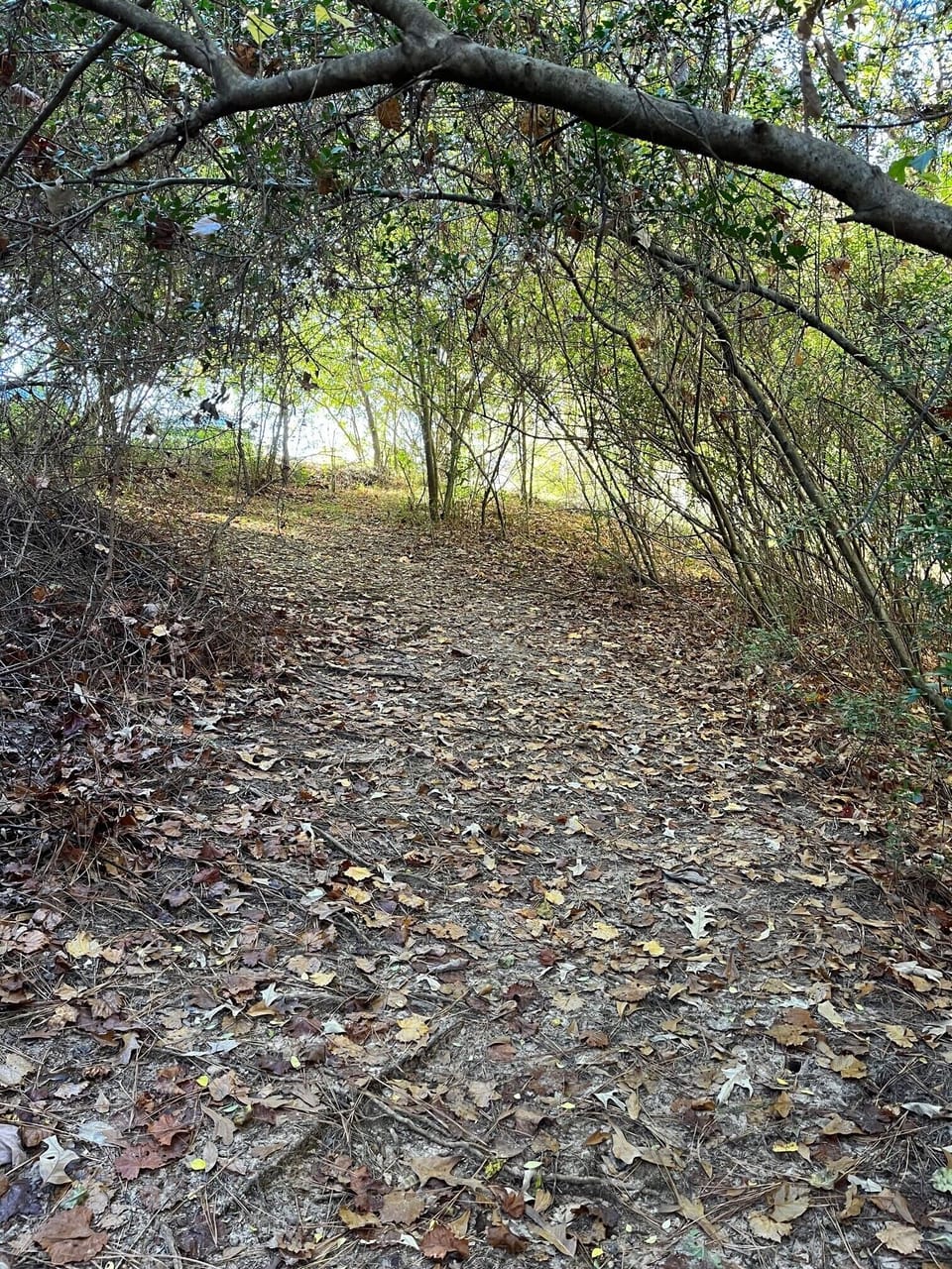 Backyard path to Ole Miss campus