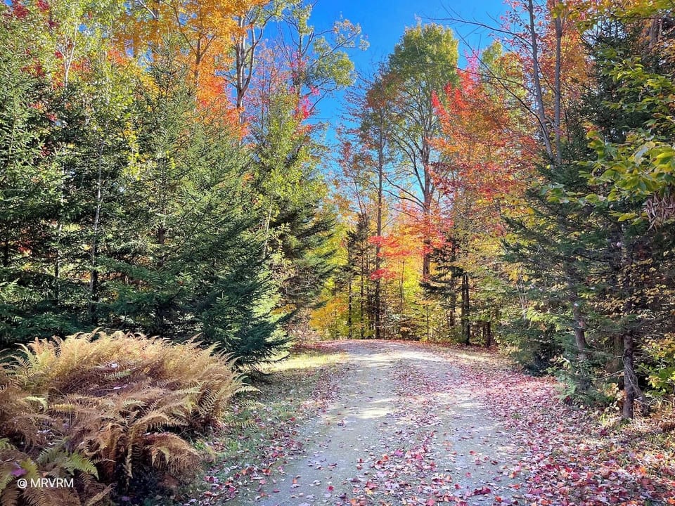 Fall foliage from driveway