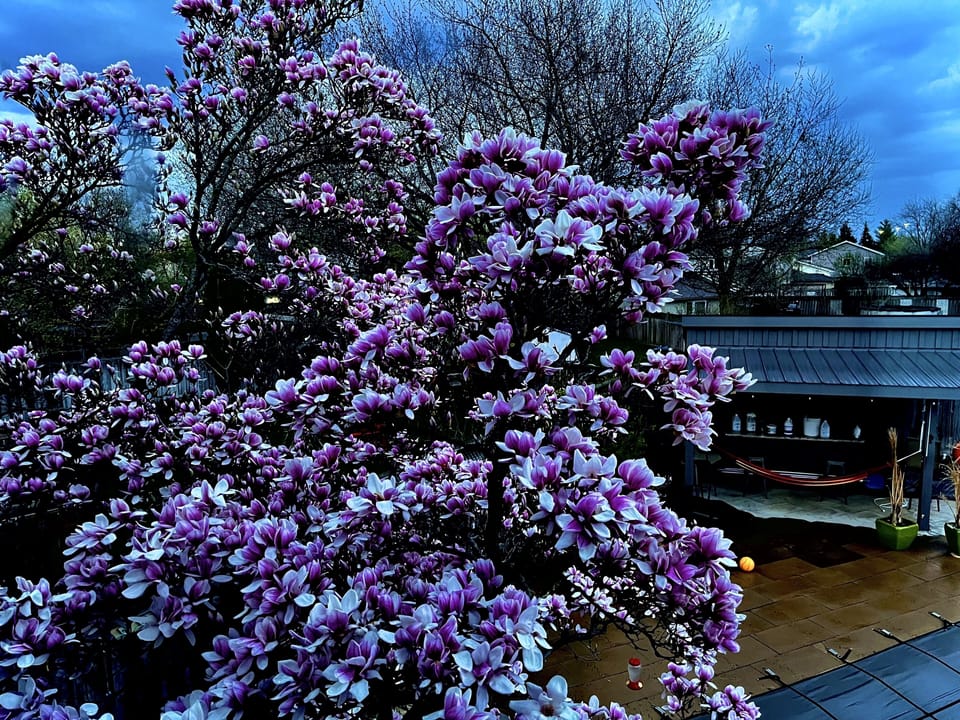 Magnolia blooming in spring at backyard