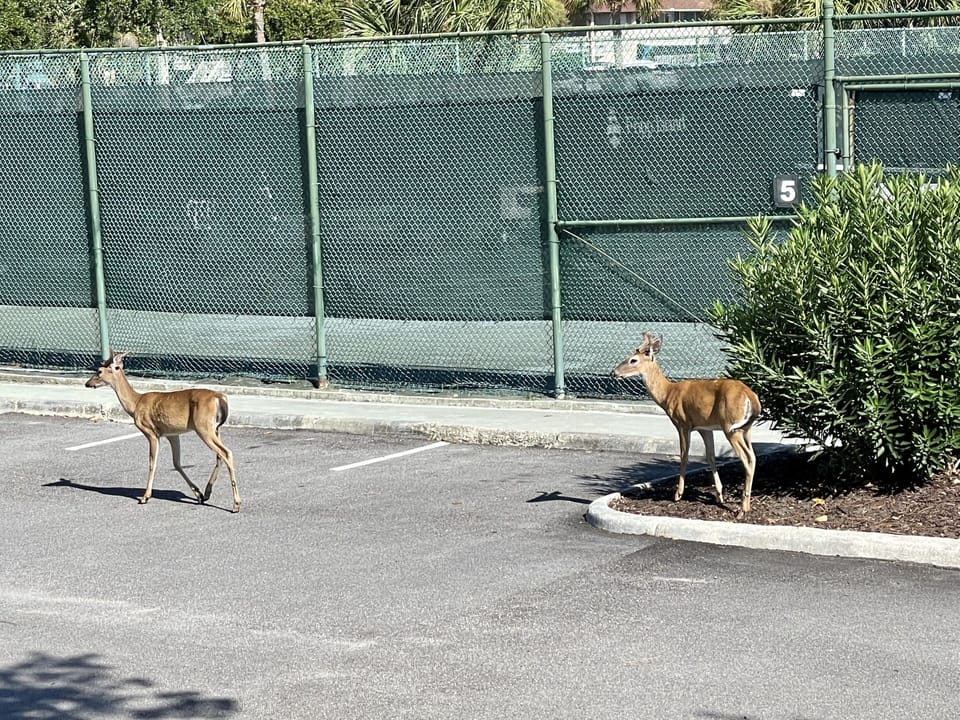 Deer are everywhere and very friendly.