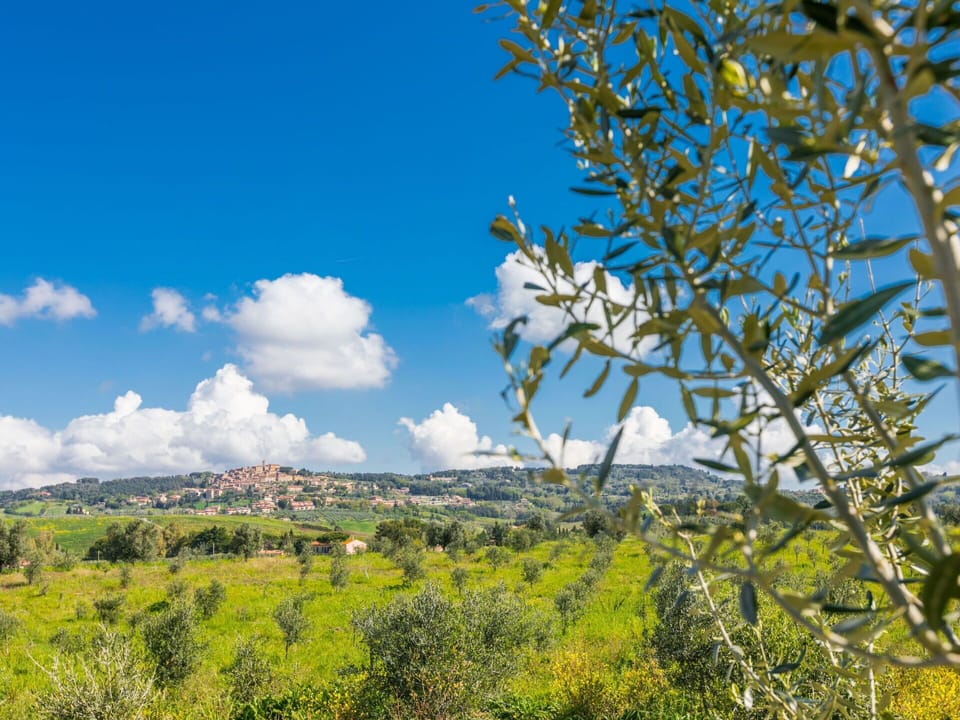 Sky, Cloud, Plant, Leaf, Natural Landscape, Natural Environment, Vegetation, Twig, Grass, Woody Plant