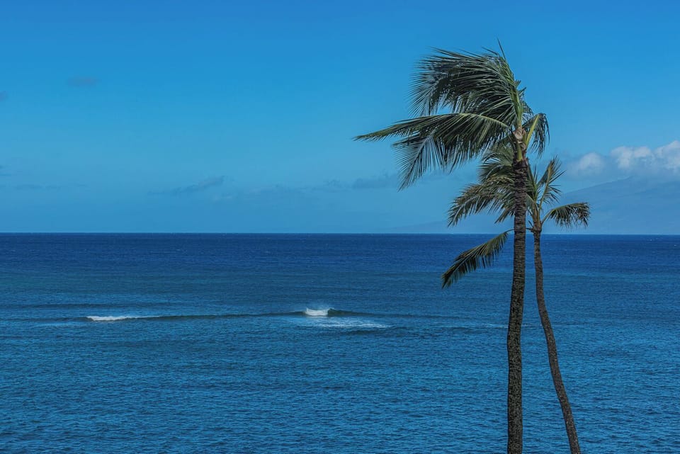Tropical paradise awaits with this view of gentle rolling waves.