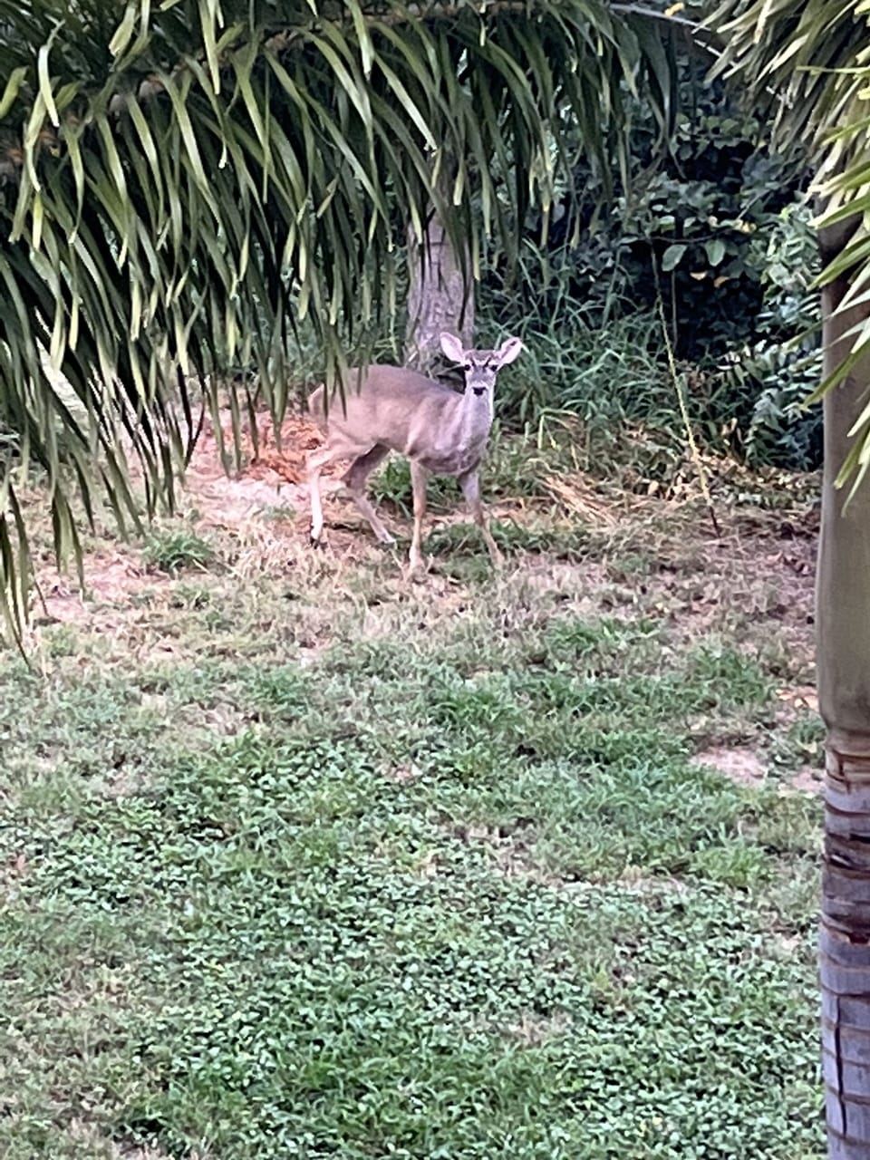 Visitor for breakfast