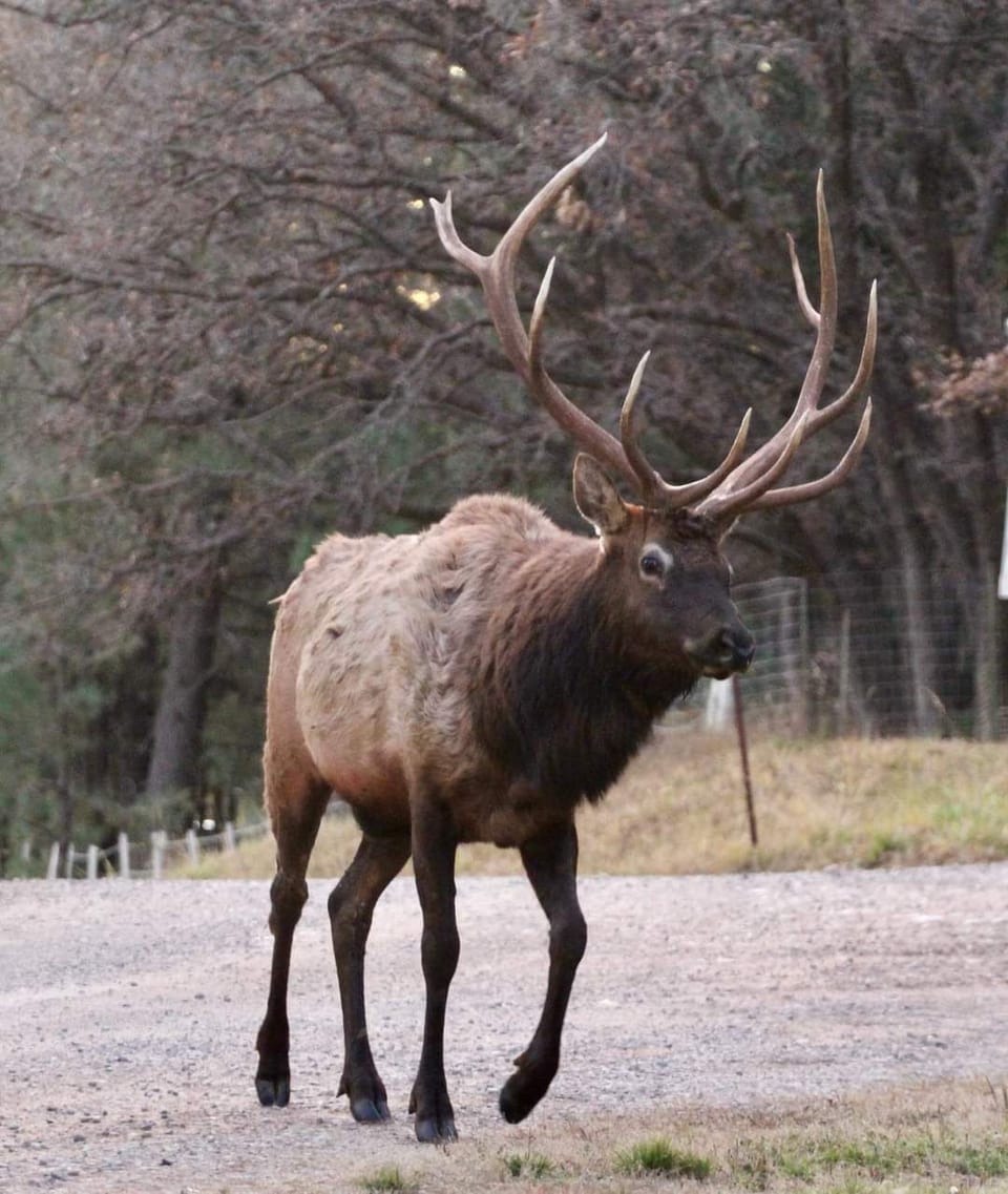 Big guys like to bring their ladies over for a visit.