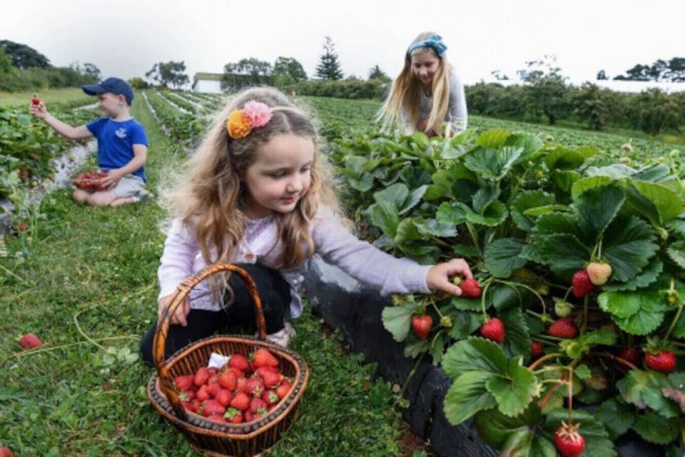 Mainridge Strawberry Farm