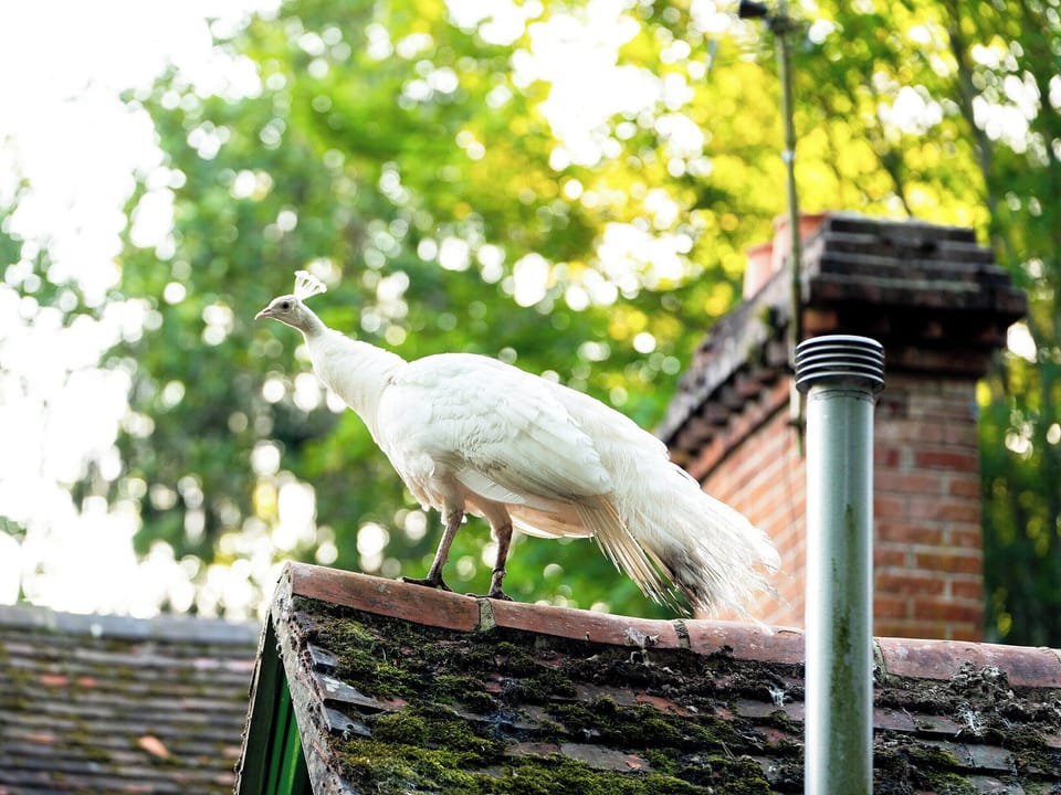 Surrounding area | Moroccan - Hollington Park Glamping, Woolton Hill, nr Newbury