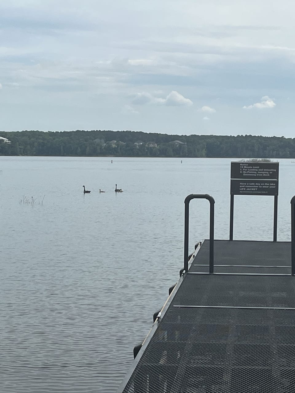Geese at the nearby boat ramp.