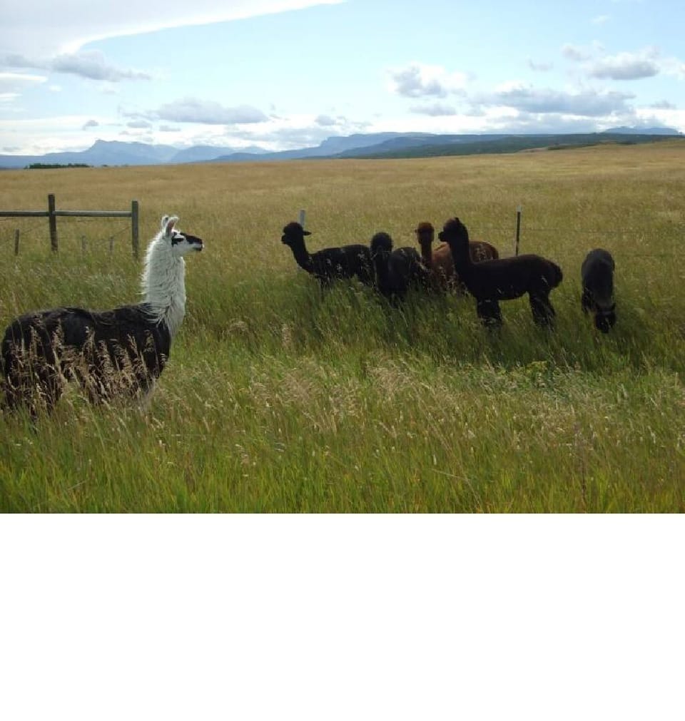 Alpacas and Mountain Views... Does it get any better?