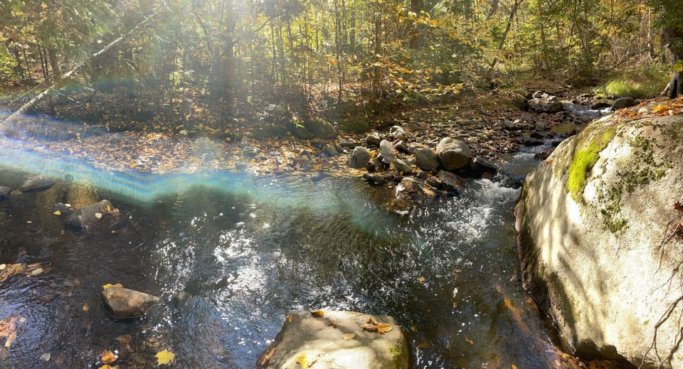 Take a cool dunk in the stream!