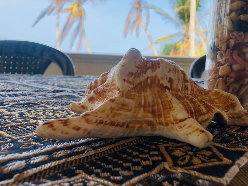 Sea shell