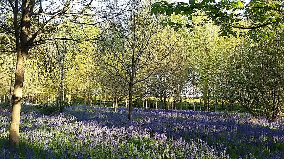 Bluebell Woods