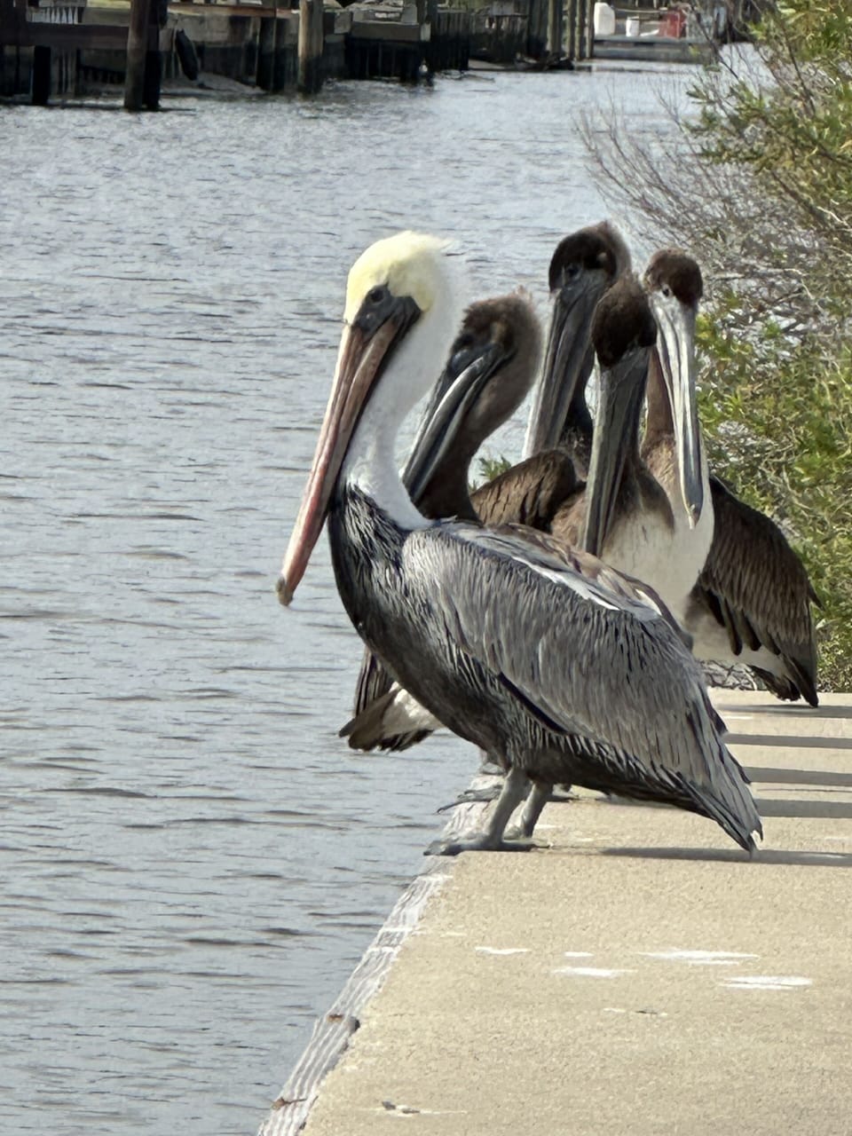 Daily visitors!  Fun to watch and they really like when someone cleans fish!