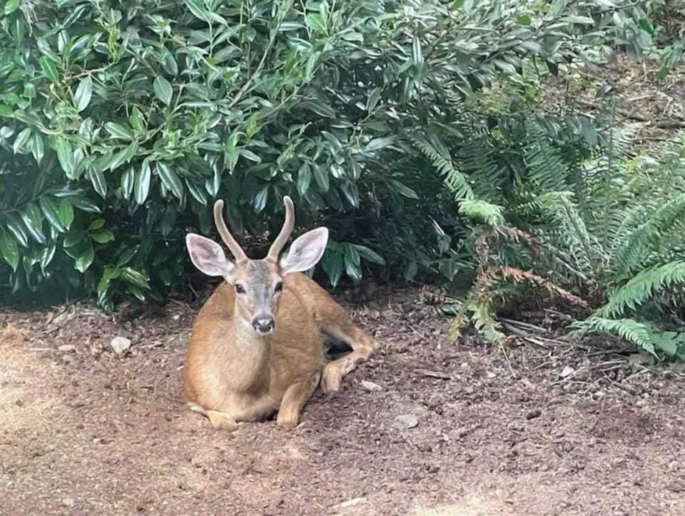 These dainty deer could surprise you every now and then during your visit !