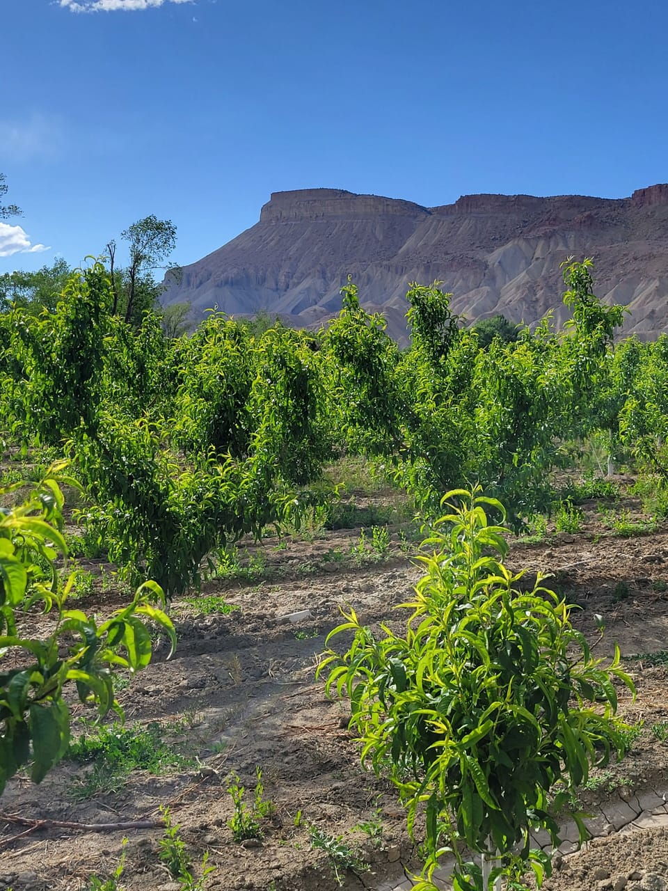 View of Mt. Garfield from the orchard.