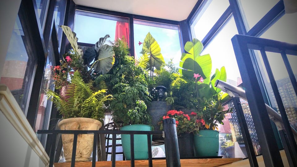 Tinted privacy glass in loft room. Plants brought in Fall/Winter