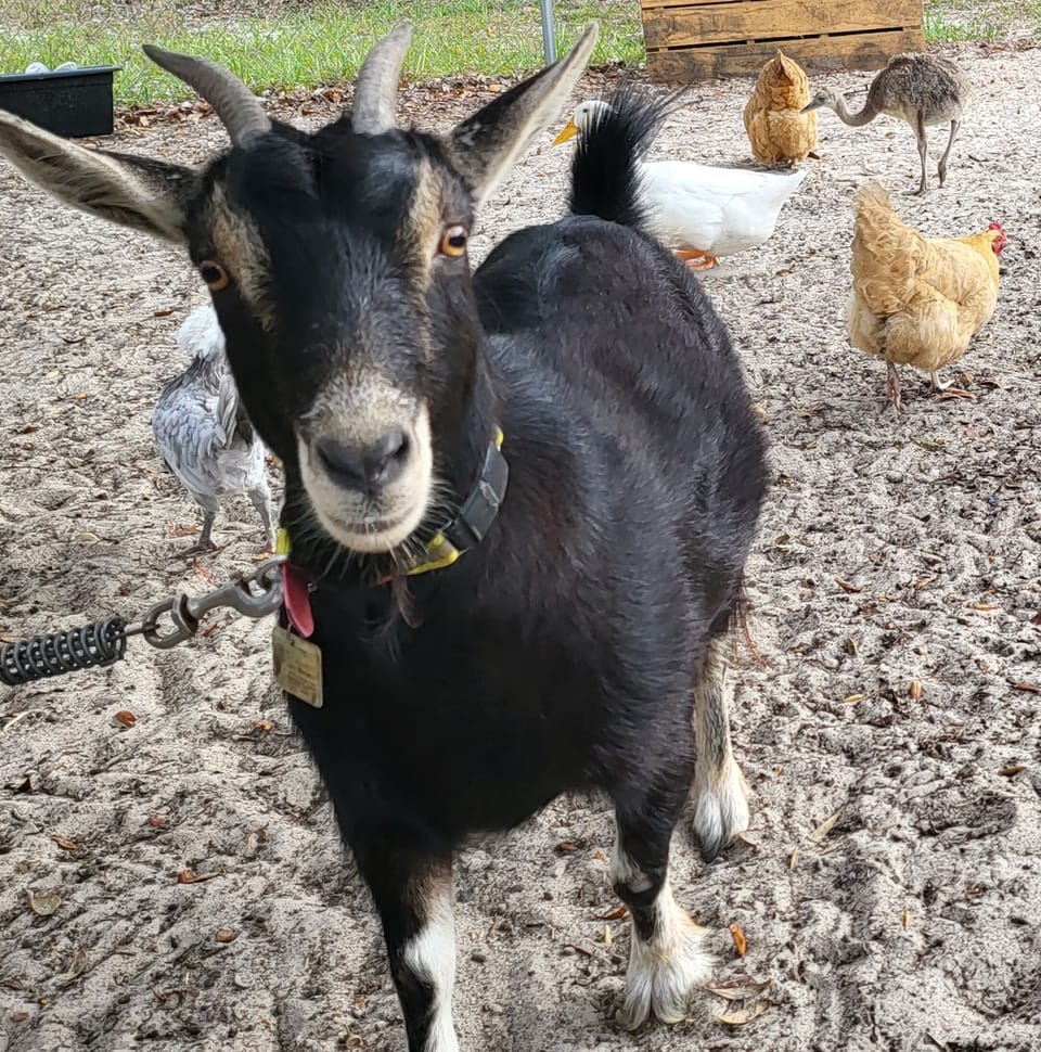 Meet Lilly, our friendly Nigerian Dwarf Goat