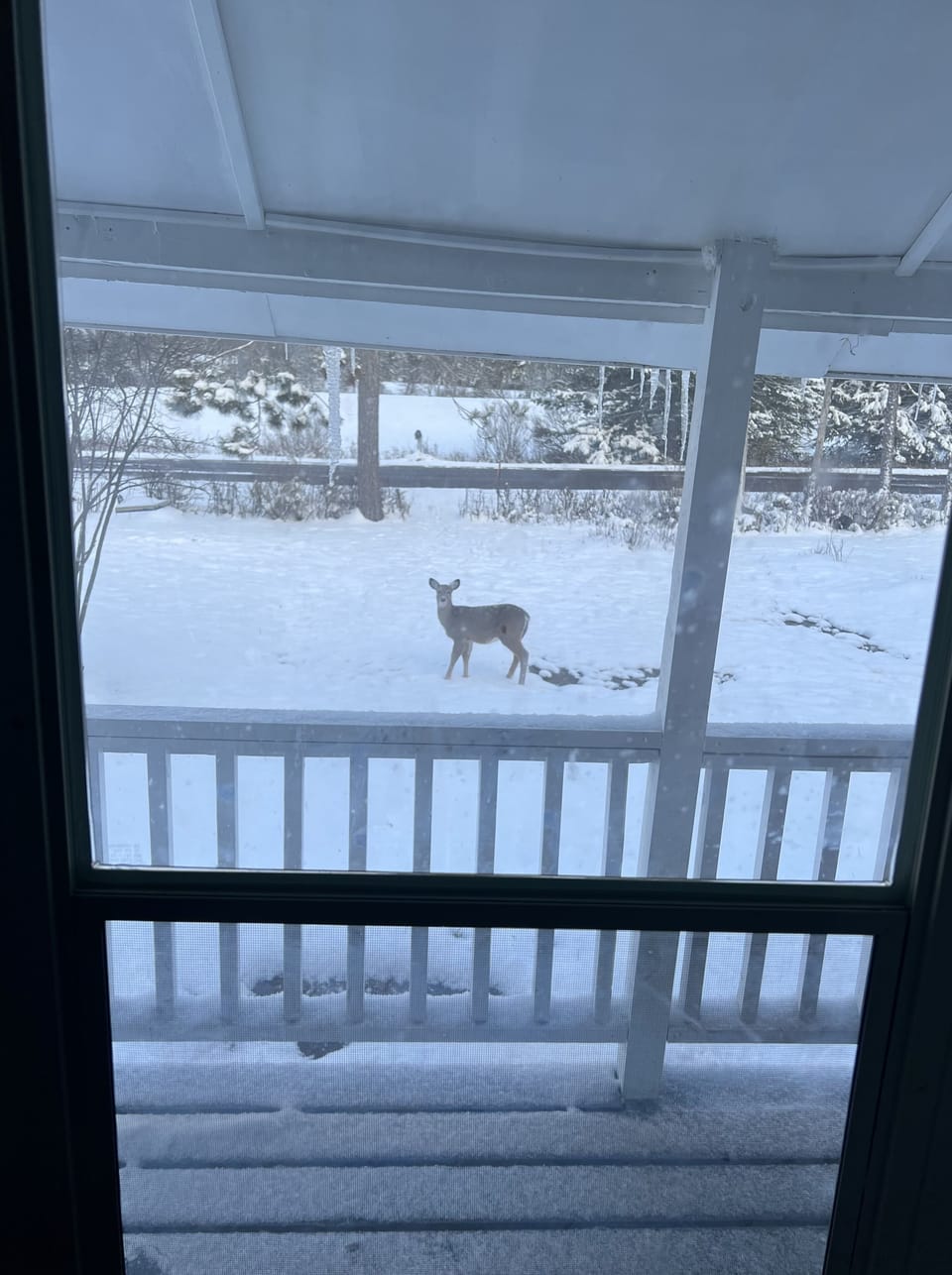 View from front door. Deer are always visiting :)