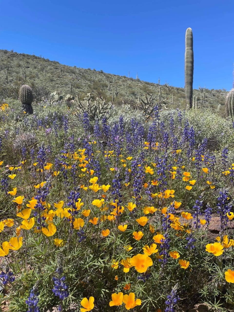 Spring flowers in bloom