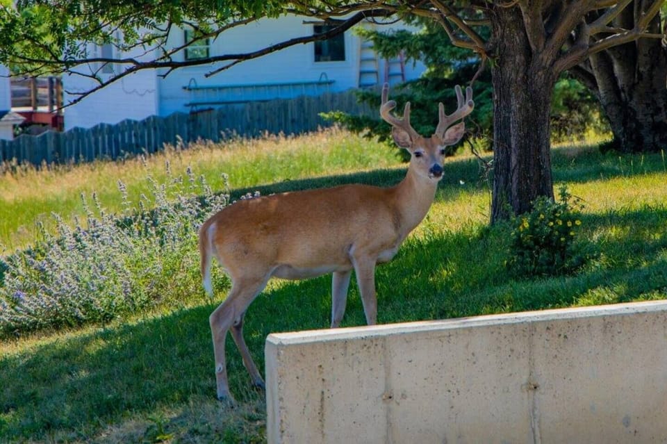 All sorts of Wild Neighbors