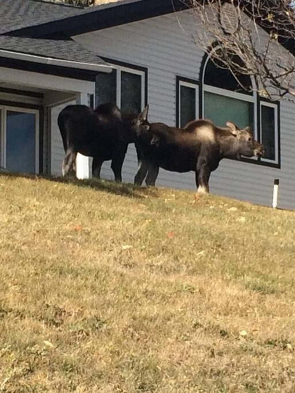 Front of house with moose in yard