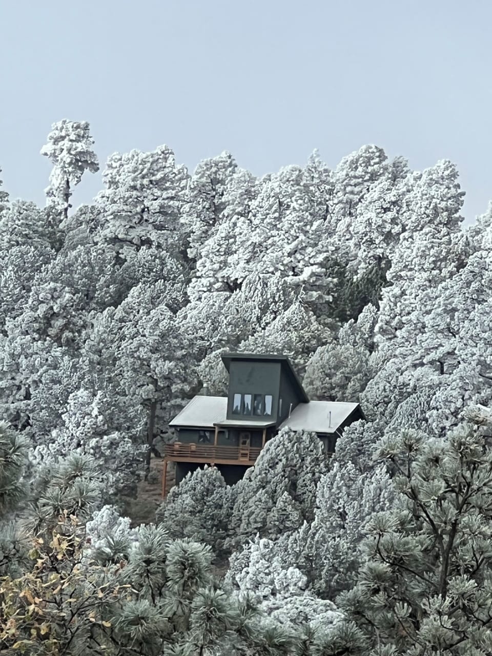 Deer Lover's Paradise in the Winter