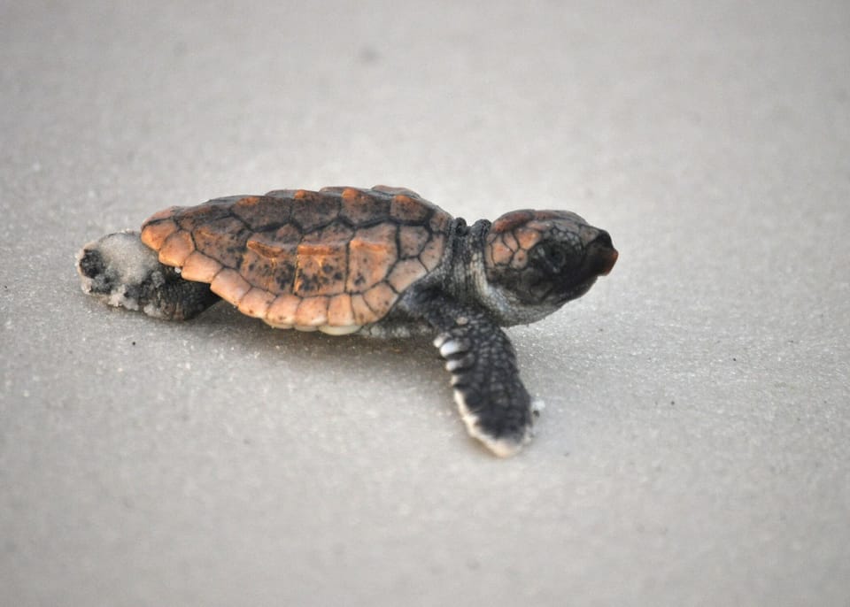 Baby loggerhead sea turtle