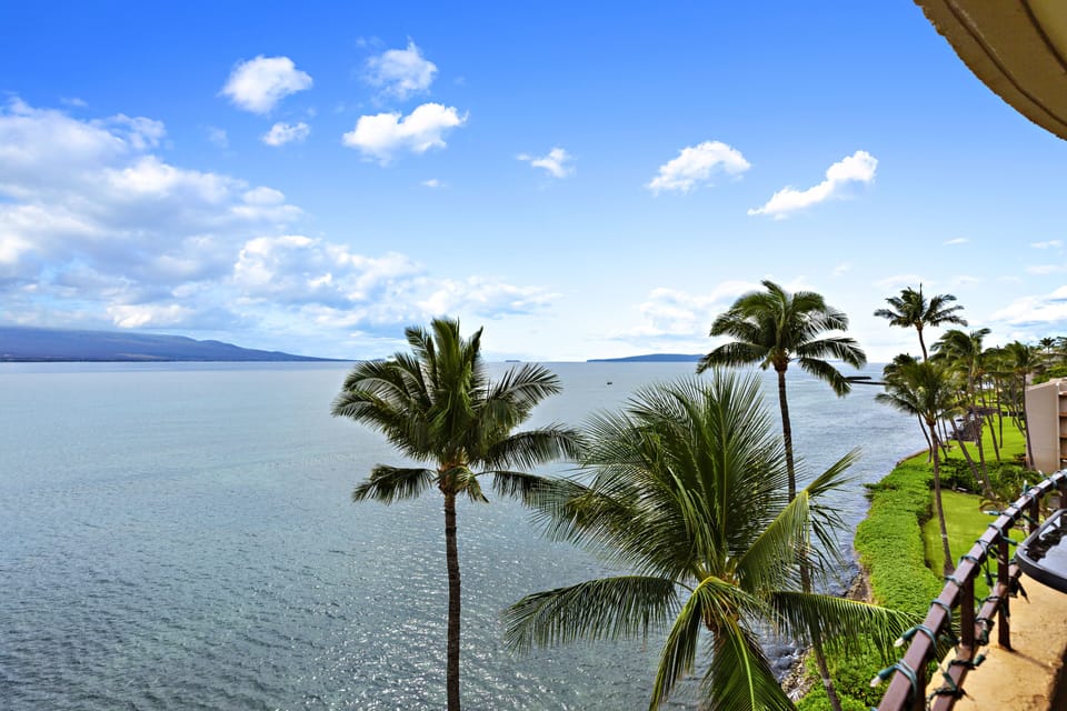 Palm trees all over the resort