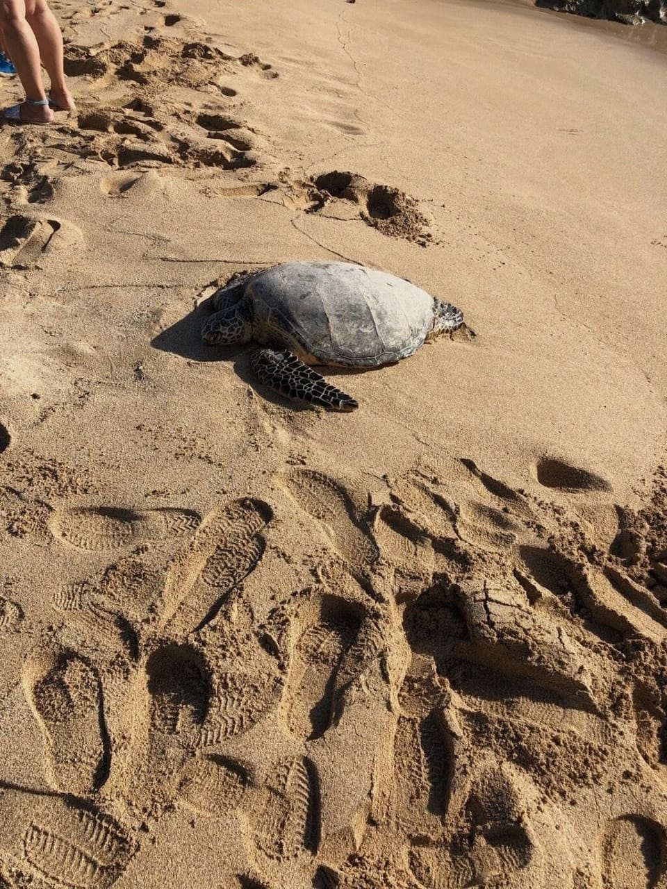 sea turtle at Aki's Beach