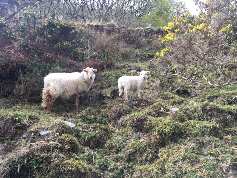You are never short of company walking in Wales
