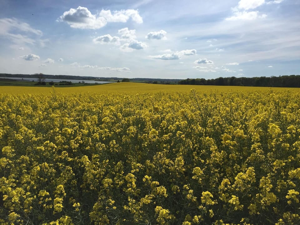 Area that directly surrounds the property