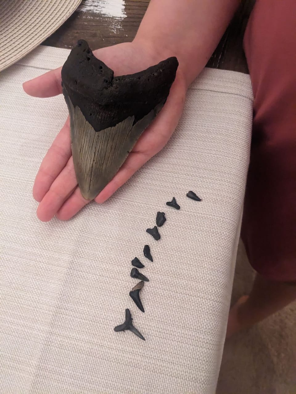 shark teeth from Capersen beach in February 2023 except for the Megladon tooth a