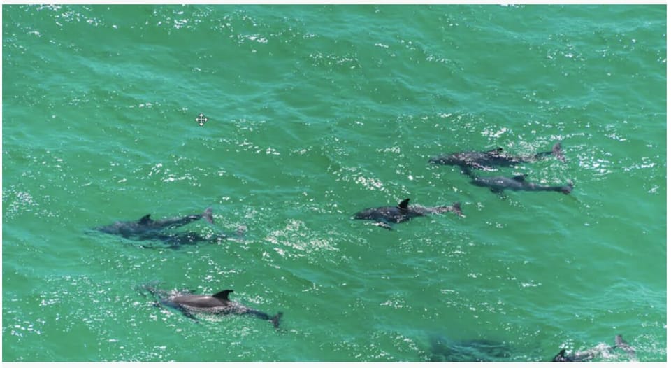 Dolphins playing in the Emerald Caost, only 6/10th's of  a mile from Vibe!