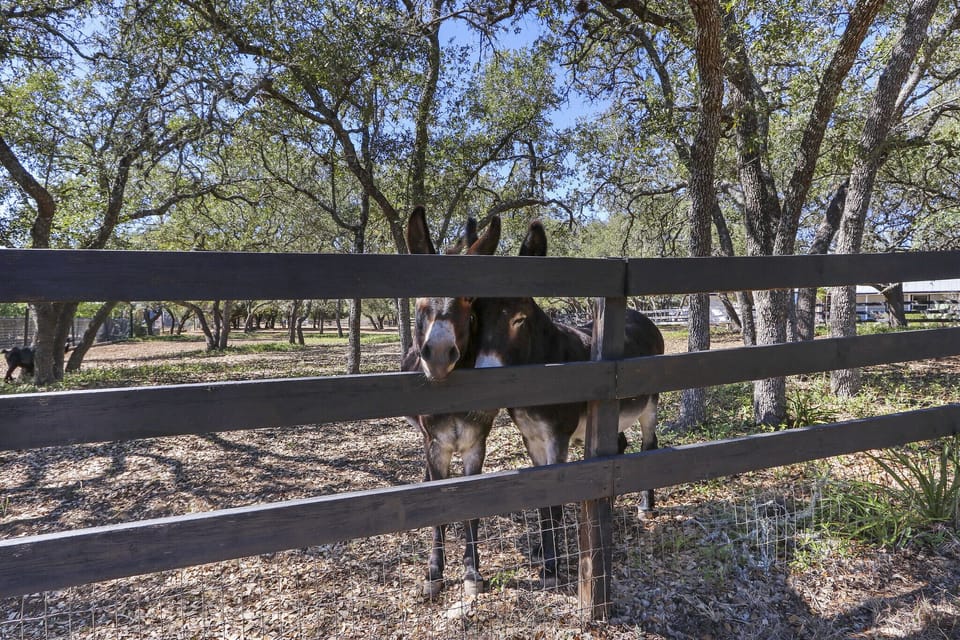 The donkey's add a unique twist to this getaway